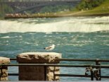 1997-06 USA Florida e Niagara 028