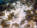 2000-04 Los Roques 082