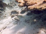 2000-04 Los Roques 089