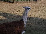 2001-11 Zoo Cornelle 2001-11-03 12-13 005