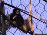 2001-11 Zoo Cornelle 2001-11-03 12-18 009