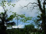 2005 - 05 Tobago 2005-05-02 18-31 163