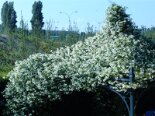 2007-05 Primavera 2007-05-12 16-03 002