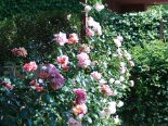 2007-05 Primavera 2007-05-12 16-04 004
