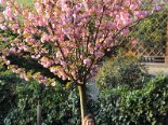 2009-04 Varie 2009-04-06 19-02 005