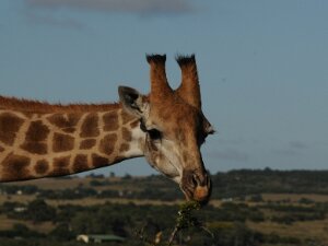 2010-01 Sud Africa
