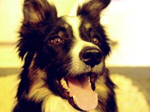 2011-06 Tobia