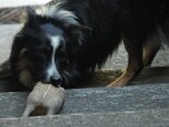 2011-06 Tobia 2011-05-18 17-47 123