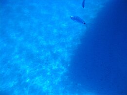2011-08 Corsica 076