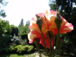 2011-09 Foto varie Paola 2011-05-06 17-03 023