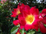 2011-09 Foto varie Paola 2011-05-06 17-23 014