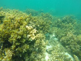 2015-01 Zanzibar - 1 DCIM\100GOPRO