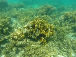 2015-01 Zanzibar - 2 DCIM\100GOPRO
