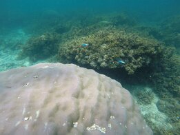 2015-01 Zanzibar - 3 DCIM\100GOPRO