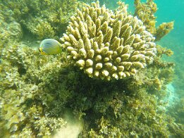 2015-01 Zanzibar - 4 DCIM\100GOPRO