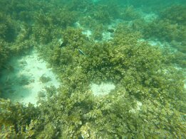 2015-01 Zanzibar - 5 DCIM\100GOPRO