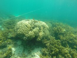 2015-01 Zanzibar - 6 DCIM\100GOPRO