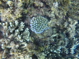 2015-01 Zanzibar - 7 DCIM\100GOPRO