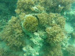 2015-01 Zanzibar - 8 DCIM\100GOPRO