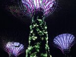 2015-08 Marina Bay Gardens 049