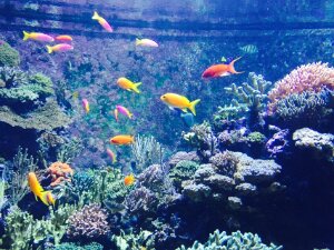 2015-08 Sentosa