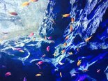 2015-08 Sentosa 043
