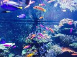 2015-08 Sentosa 067