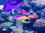 2015-08 Sentosa 074