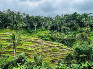 2022-07 Ubud 29