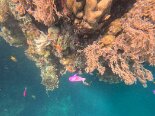 2026-09 Wakatobi Underwater - 7 DCIM\100GOPRO\GOPR4245.JPG