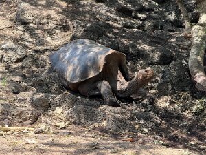 2025-04 Galapagos Un Paradiso della Natura! Arriviamo con Ed a Santa Cruz e dopo l'ingresso andiamo a San Cristobal dove facciamo una...