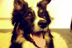 2009 Tobia