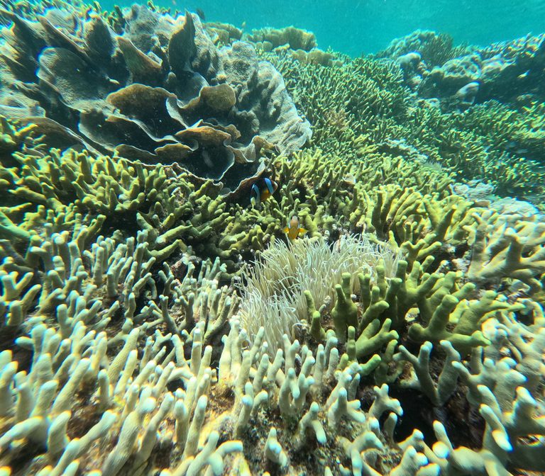 Wakatobi – Sulawesi