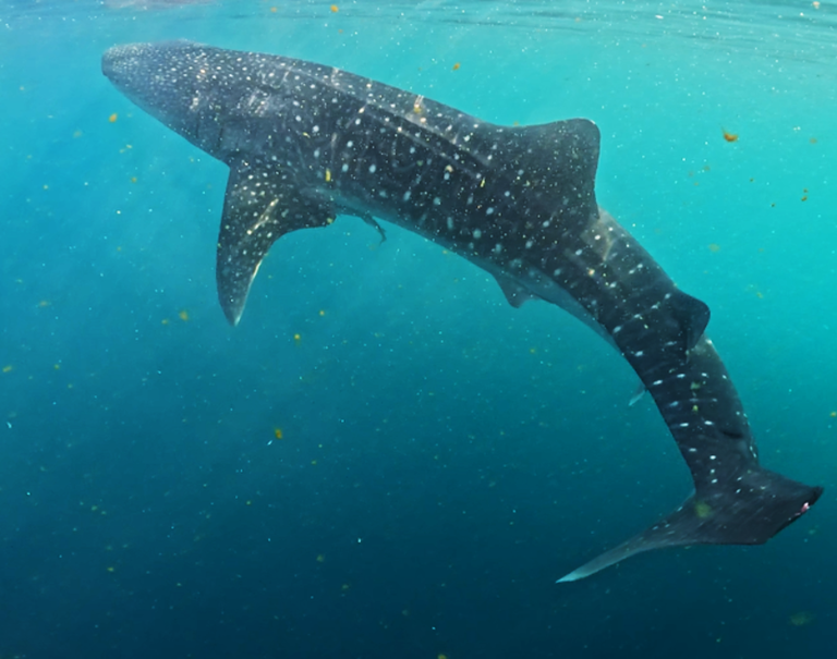 Da Komodo a Lombok con docPiro