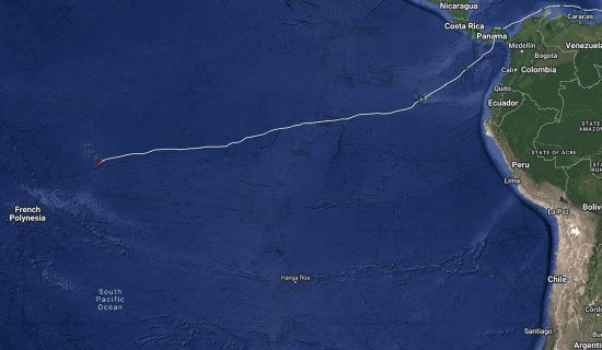 galapagos - marchesi